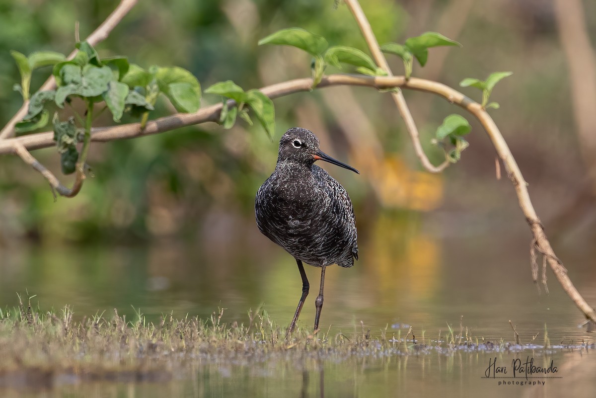Spotted Redshank - ML345551541