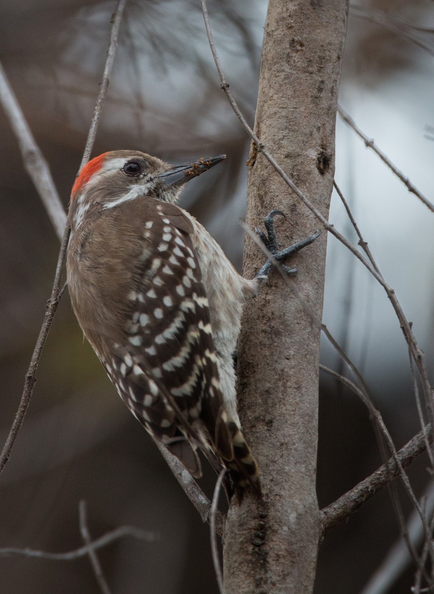 Brown-backed Woodpecker - ML34555161