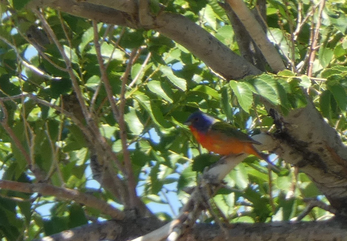 Painted Bunting - Christopher Rustay