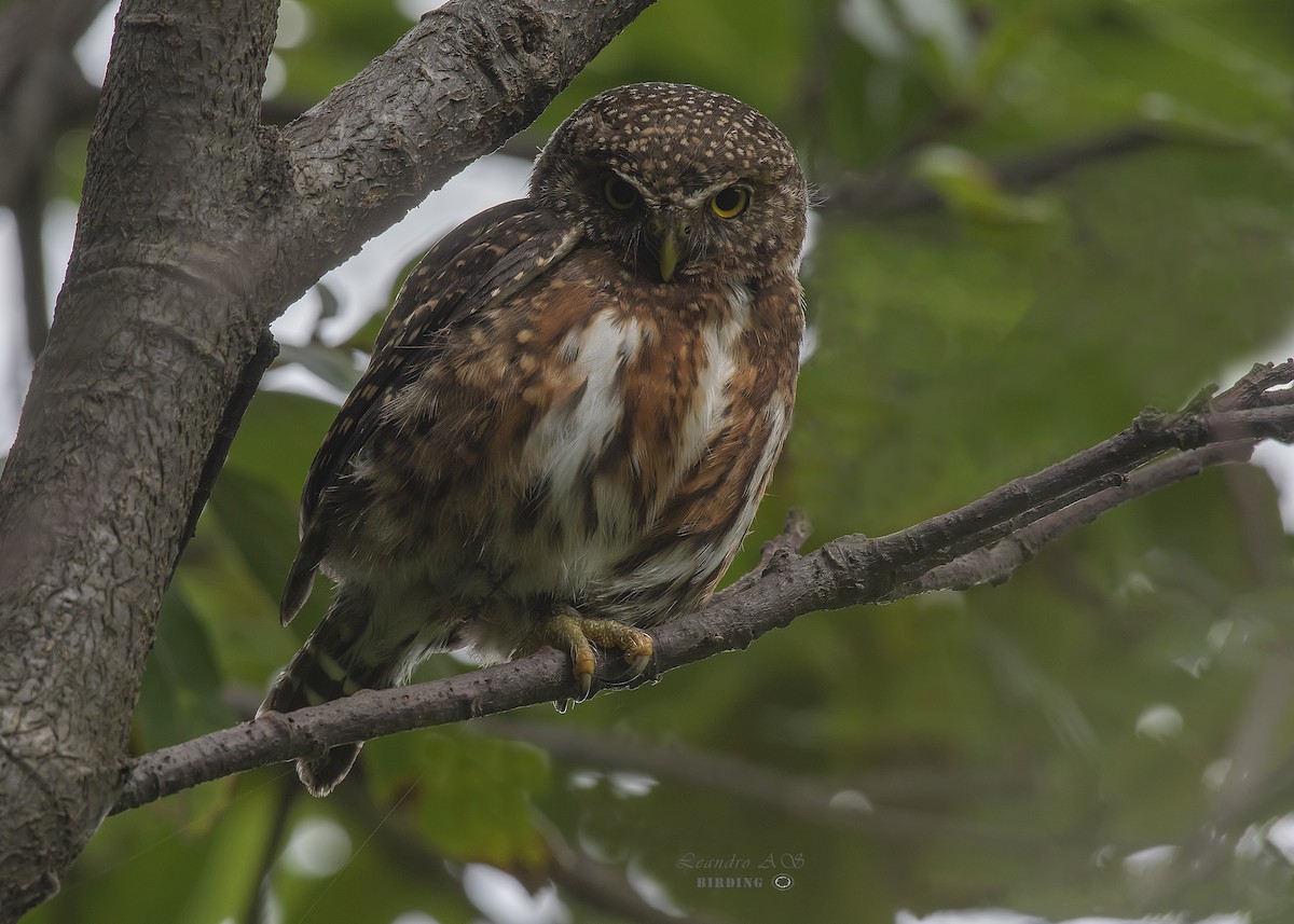 Costa Rican Pygmy-Owl - ML345554331