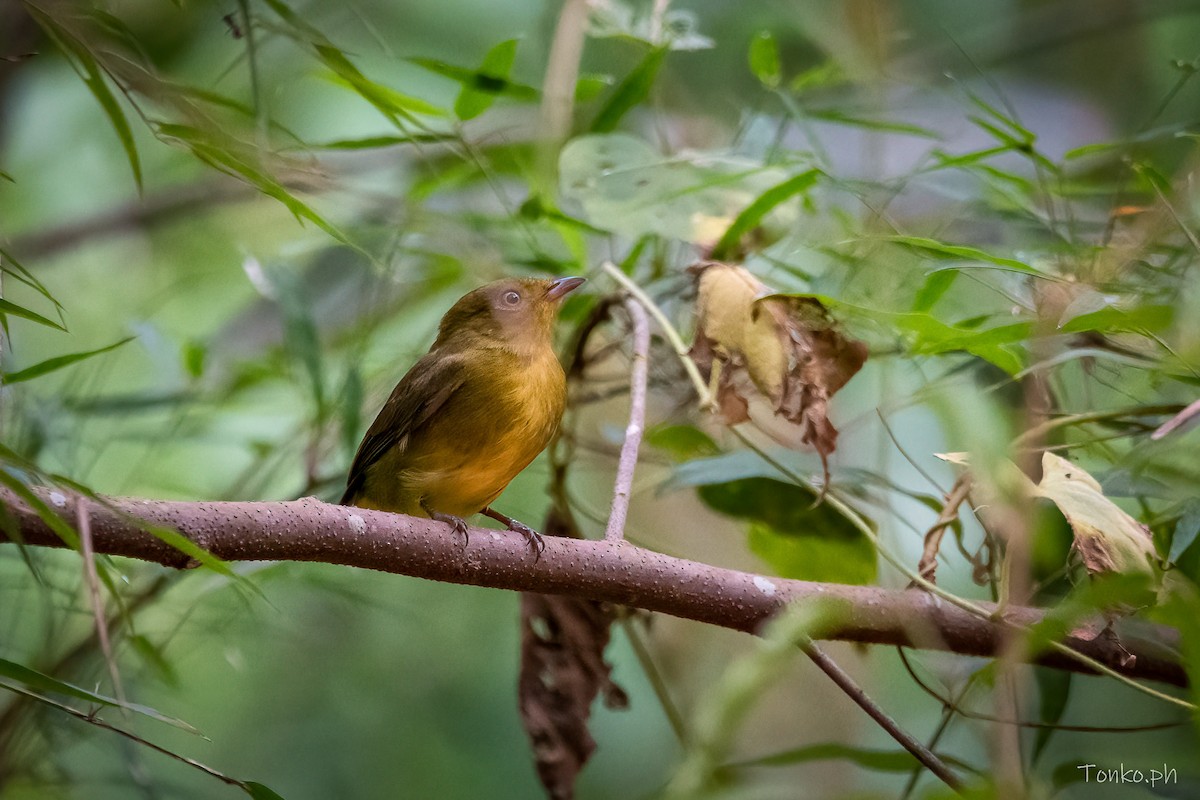 Band-tailed Manakin - Carlos Maure