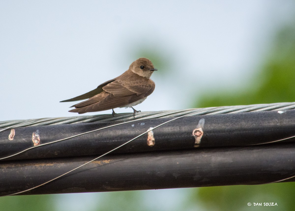 Northern Rough-winged Swallow - ML345554701