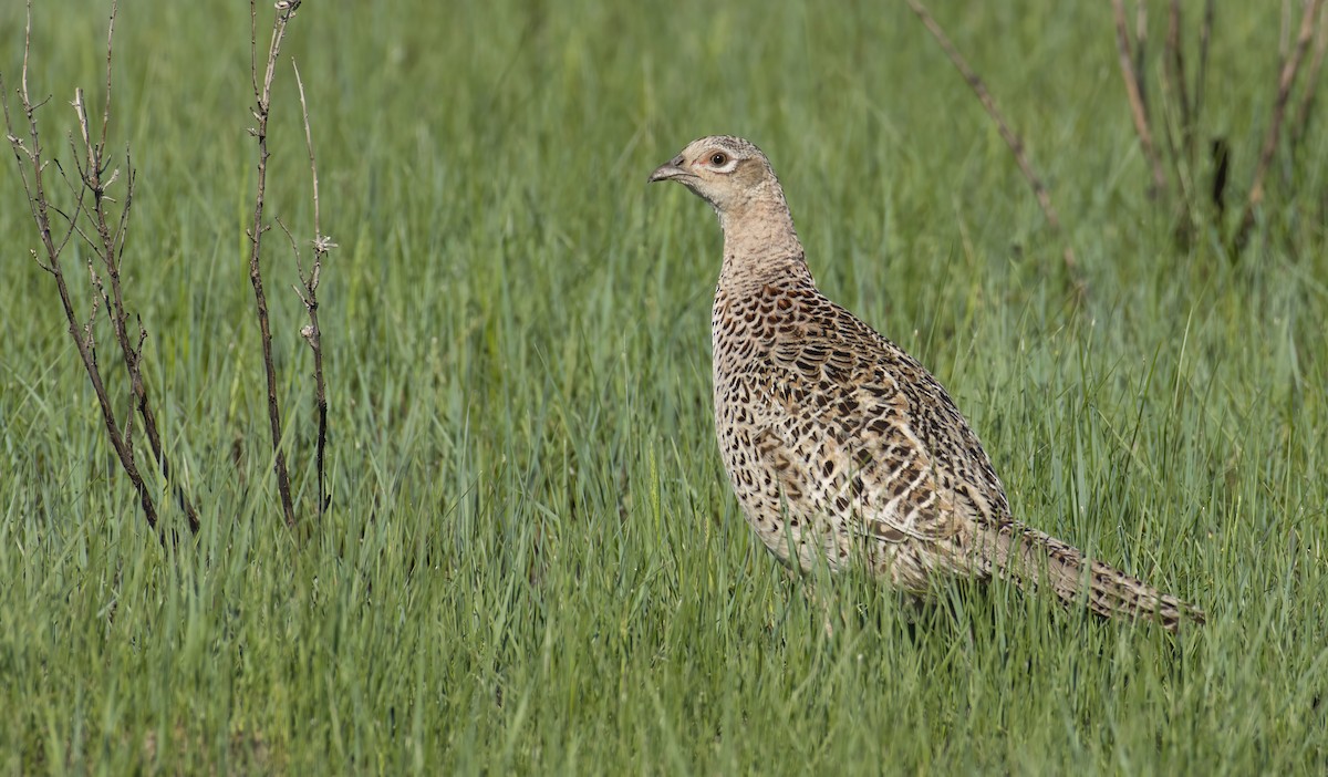 Ring-necked Pheasant - Marky Mutchler
