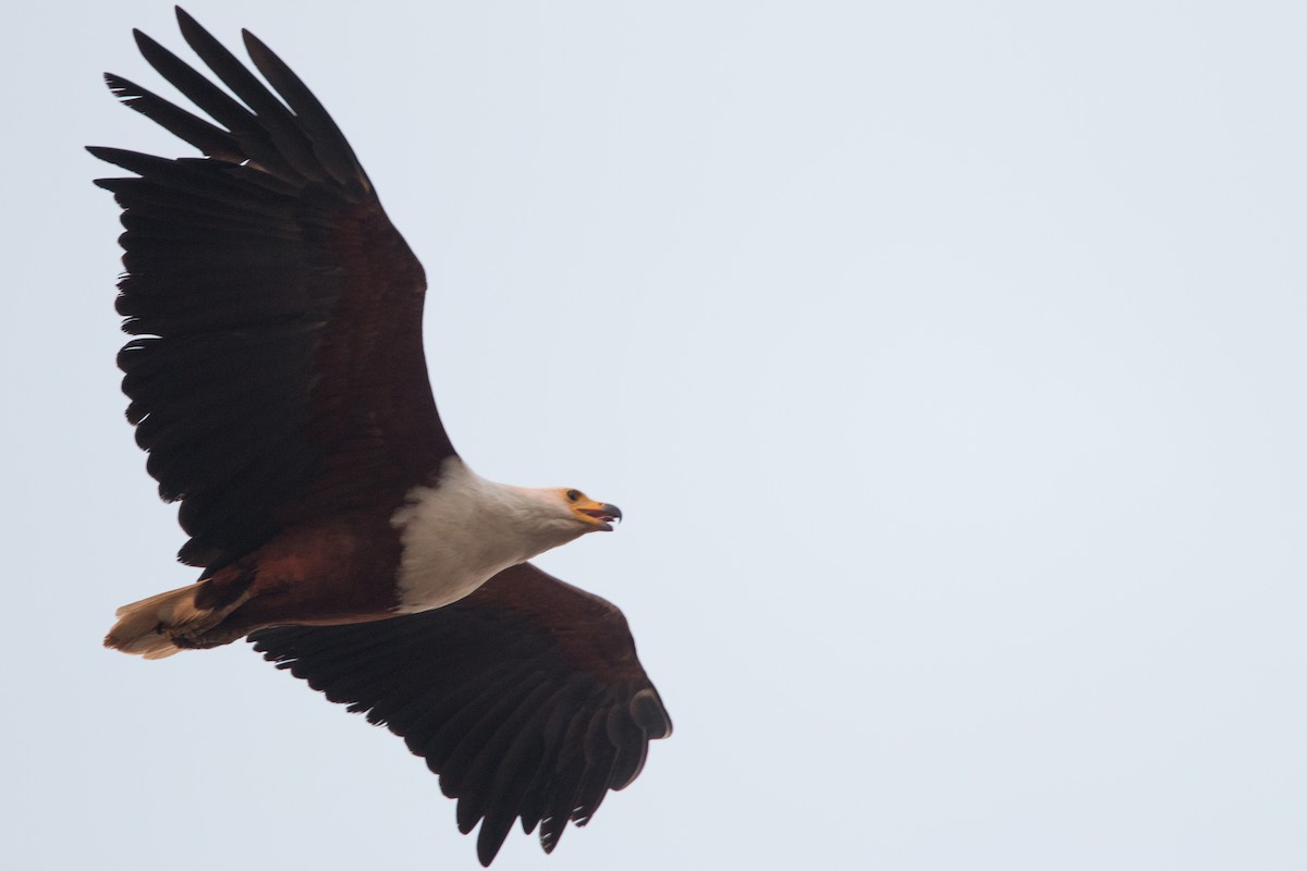 African Fish-Eagle - ML34555771