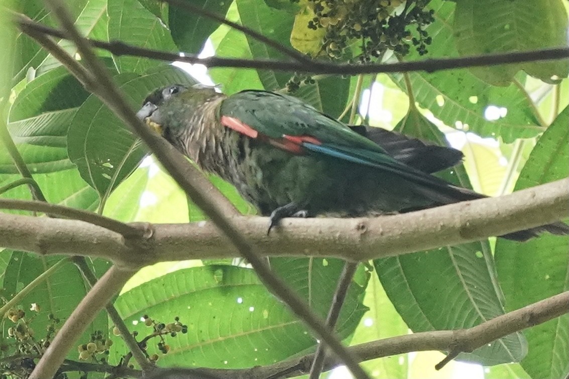Maroon-tailed Parakeet - ML345558331