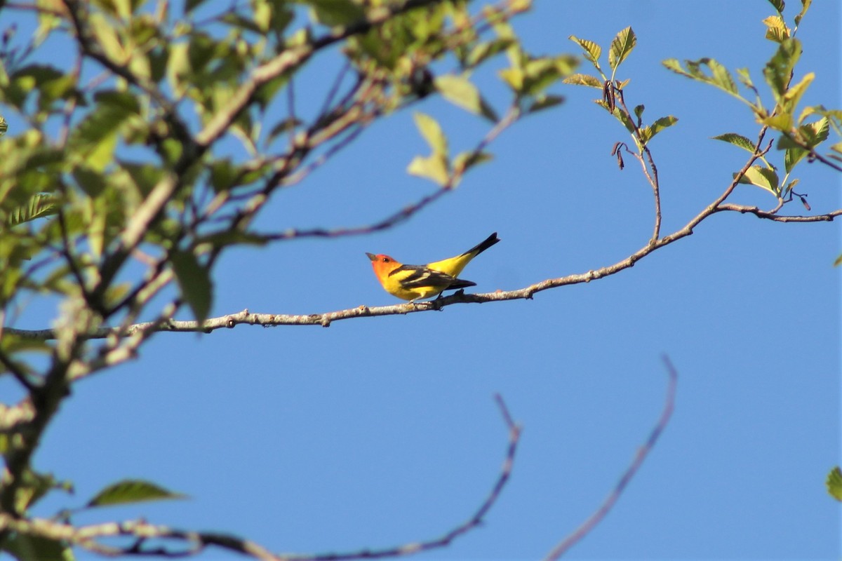Western Tanager - ML345558501