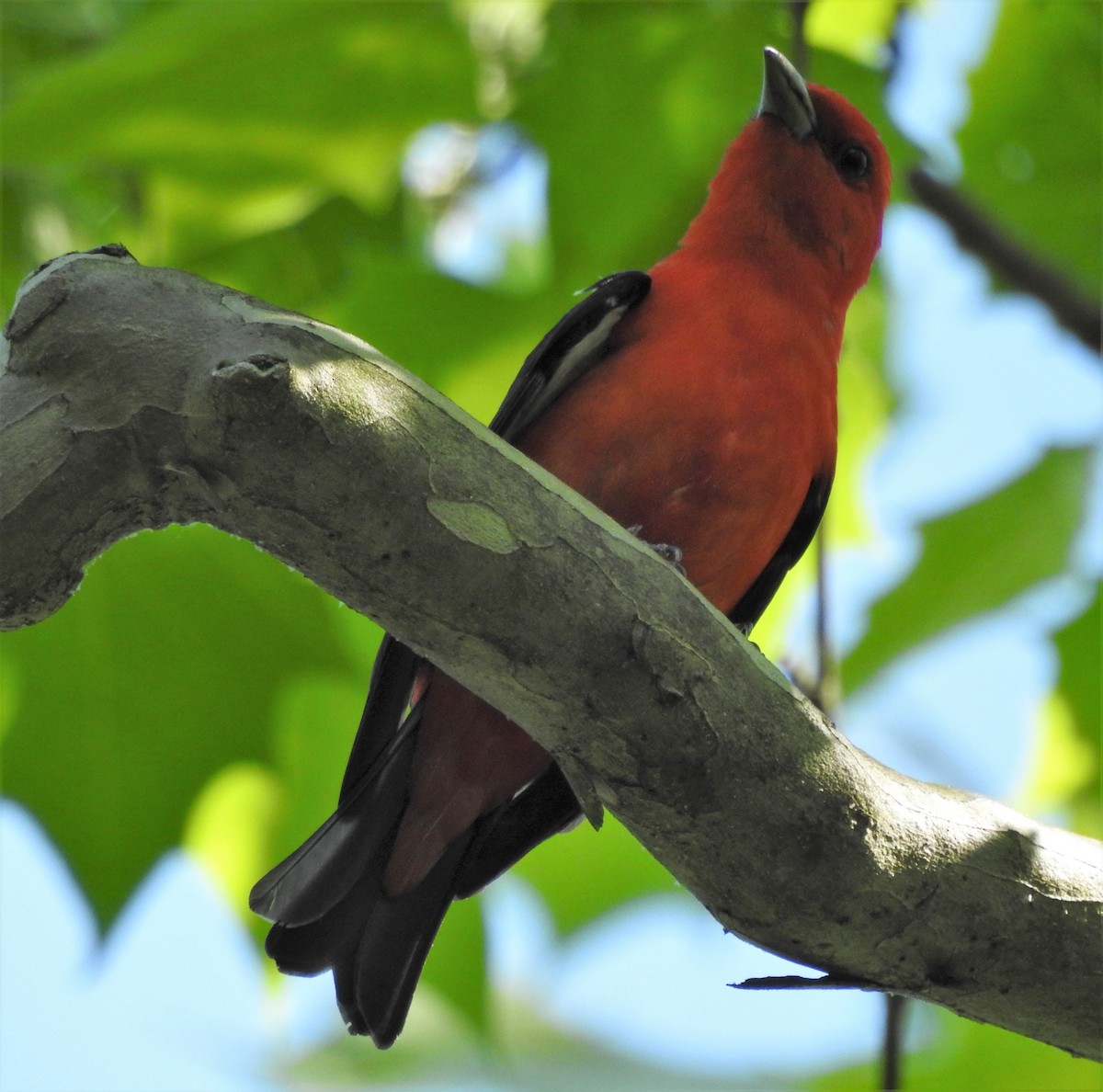 Scarlet Tanager - ML345558551