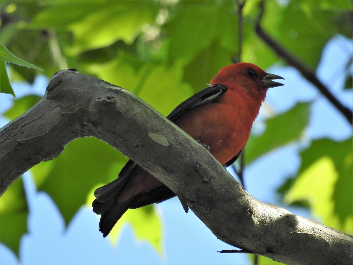 Scarlet Tanager - ML345558571