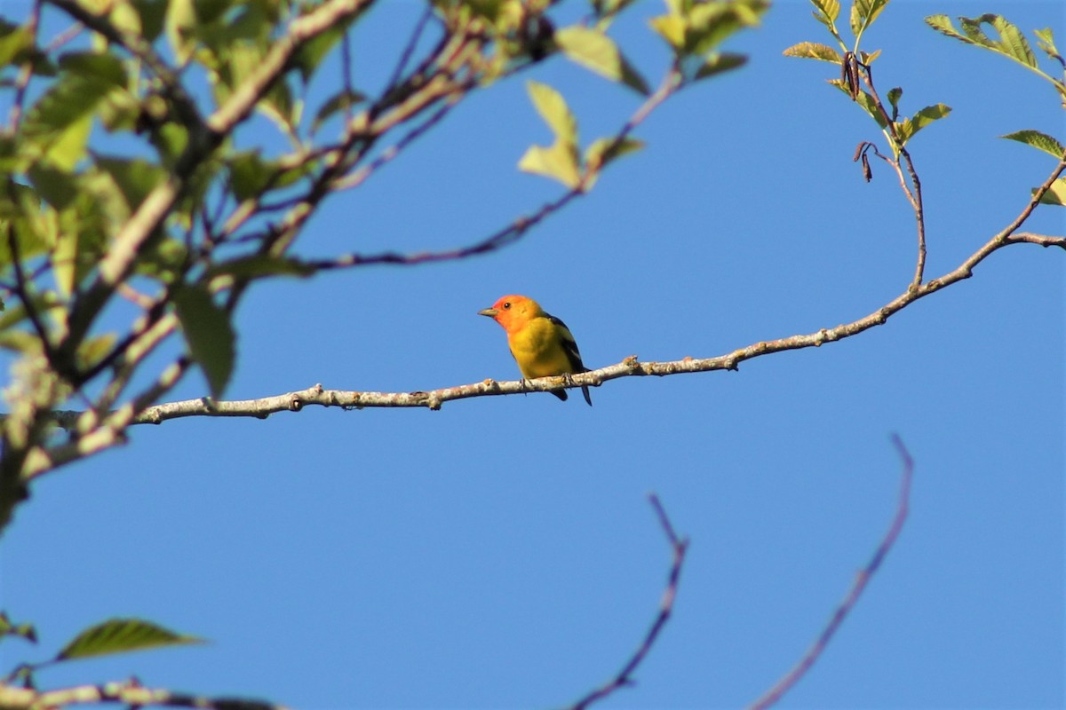Western Tanager - ML345558621