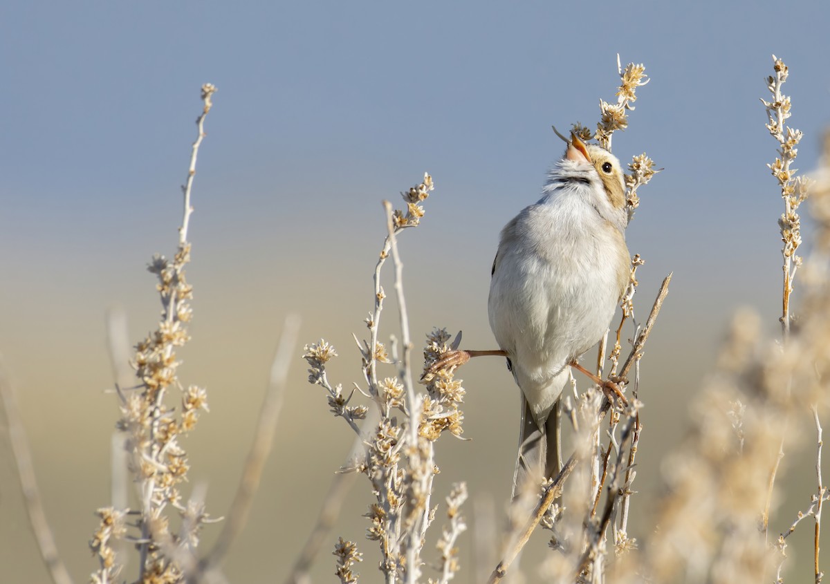 Clay-colored Sparrow - Marky Mutchler