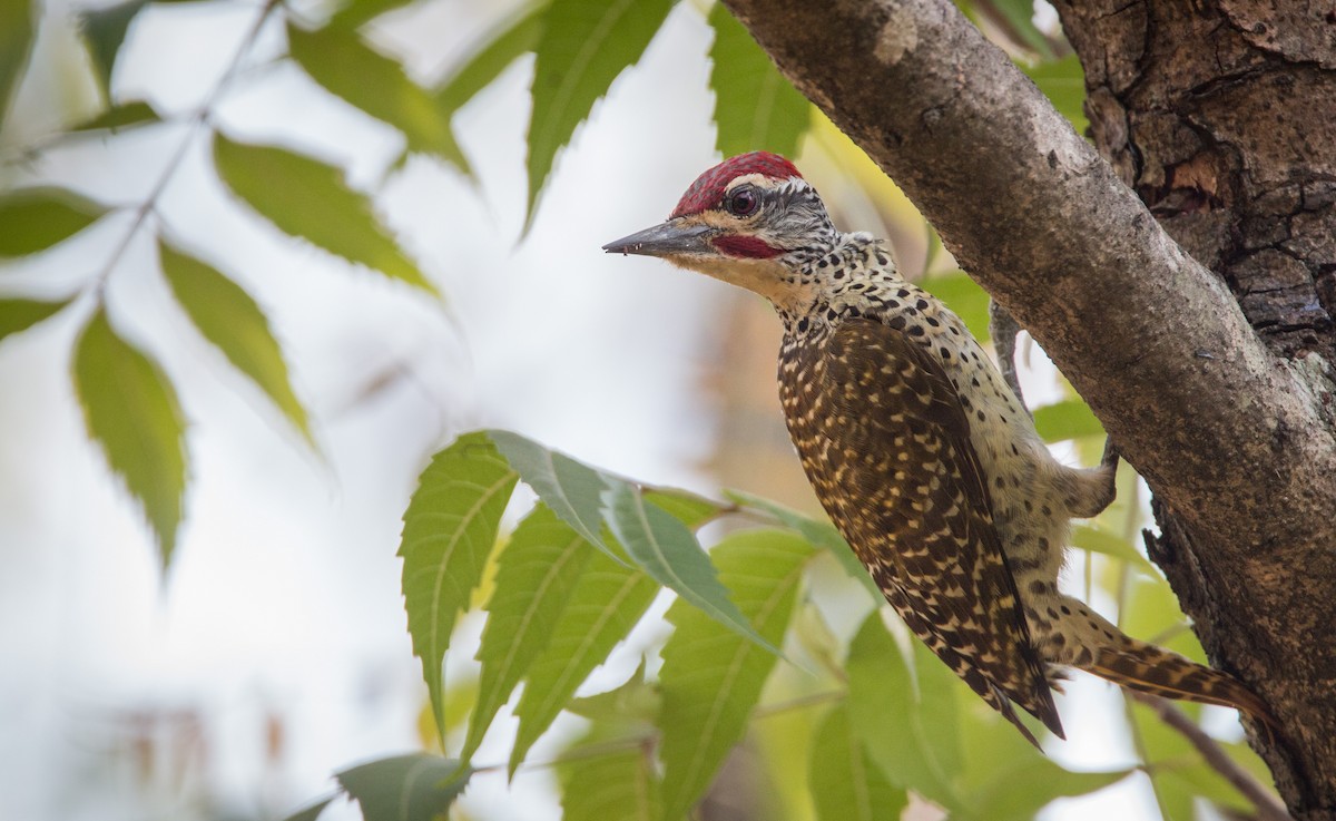 Nubian Woodpecker - ML34556111