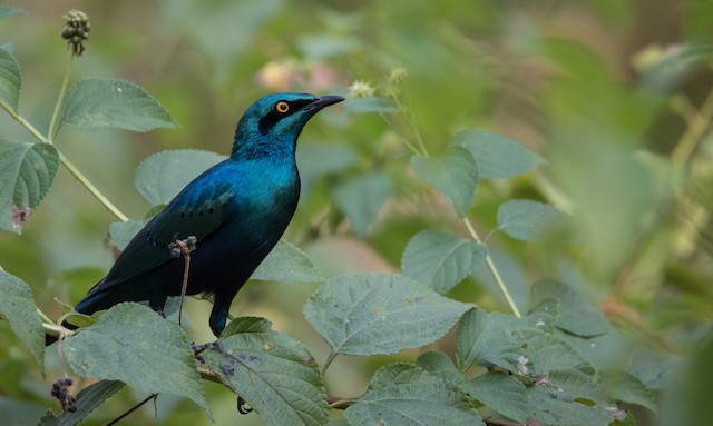 コセイキムクドリ Ebird