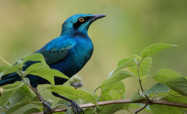 コセイキムクドリ Ebird