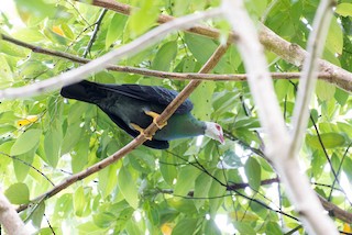  - Yellow-legged Pigeon