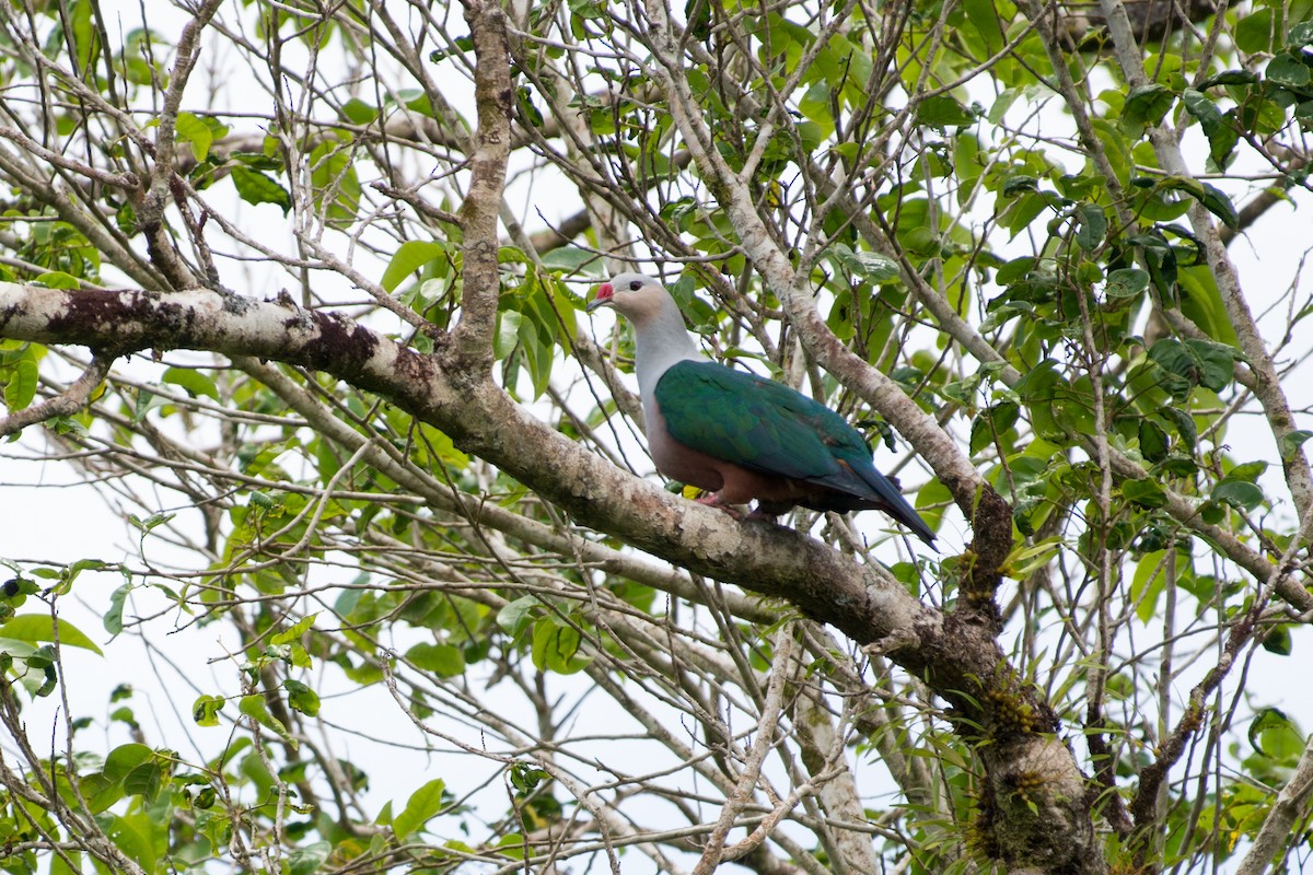 Red-knobbed Imperial-Pigeon - ML34556341