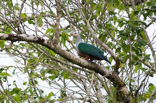  - Red-knobbed Imperial-Pigeon