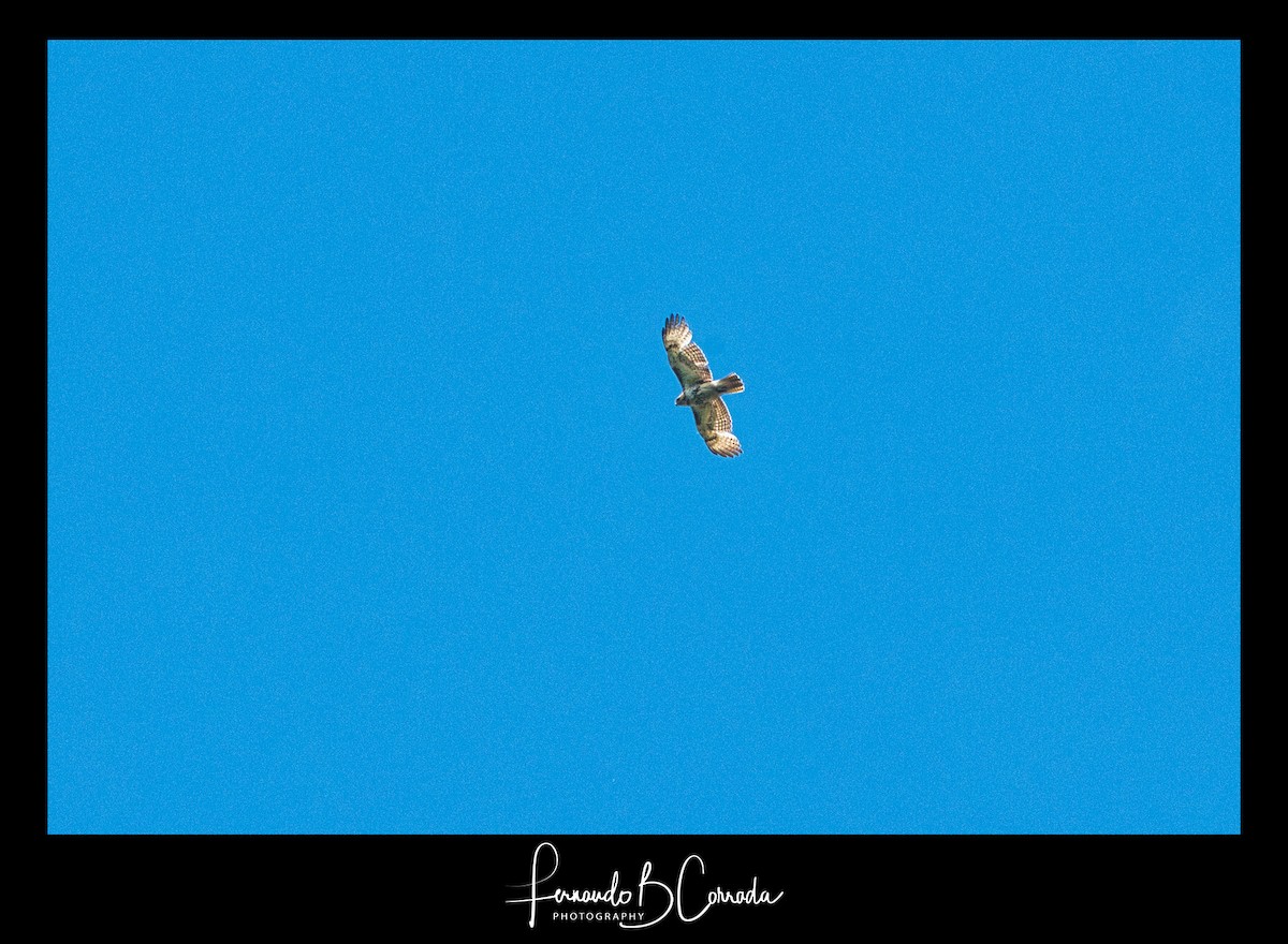 Red-tailed Hawk - Fernando Corrada