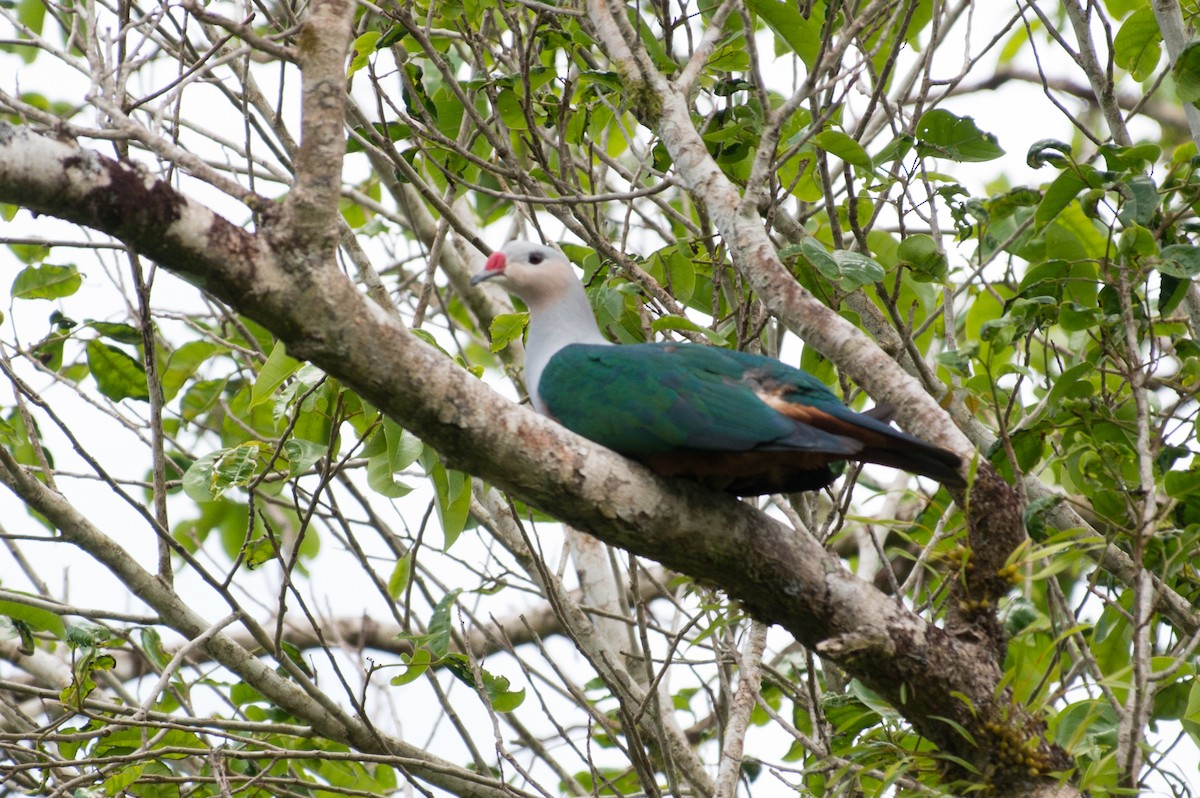 Red-knobbed Imperial-Pigeon - ML34556361