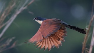 - Blue-headed Coucal