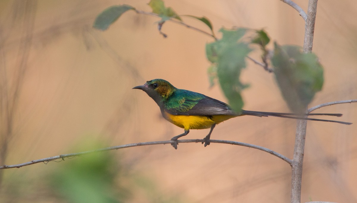 Pygmy Sunbird - Ian Davies
