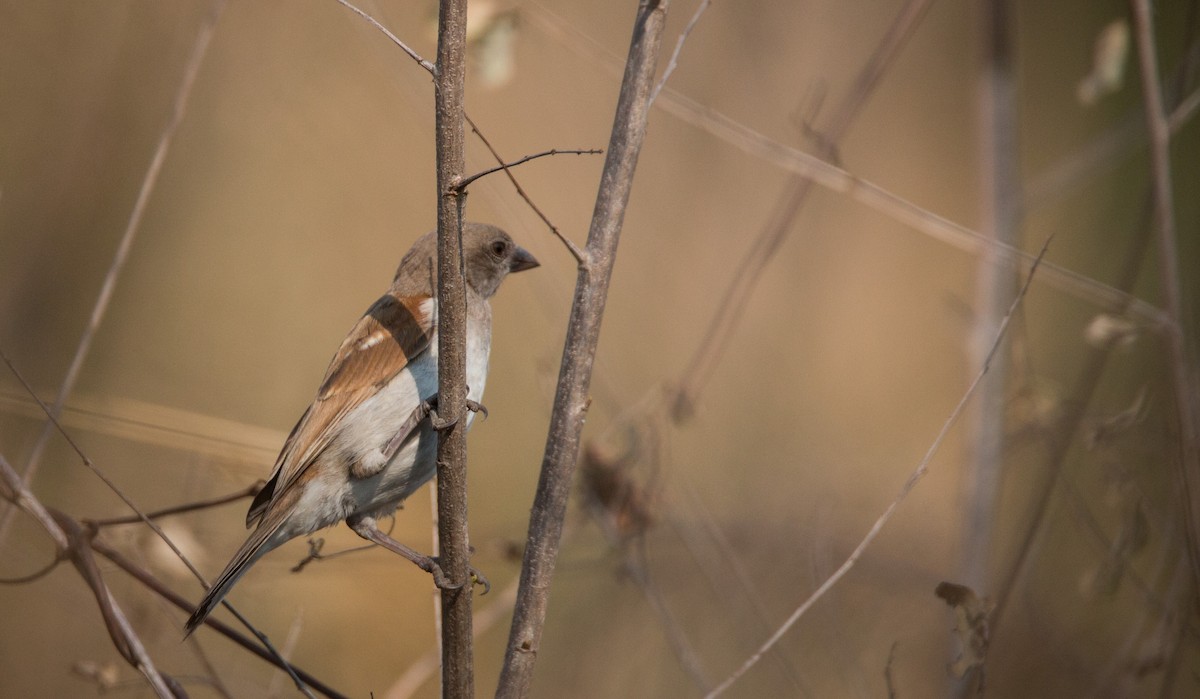 Northern Gray-headed Sparrow - Ian Davies