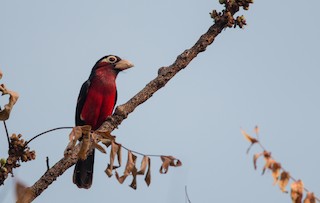  - Double-toothed Barbet