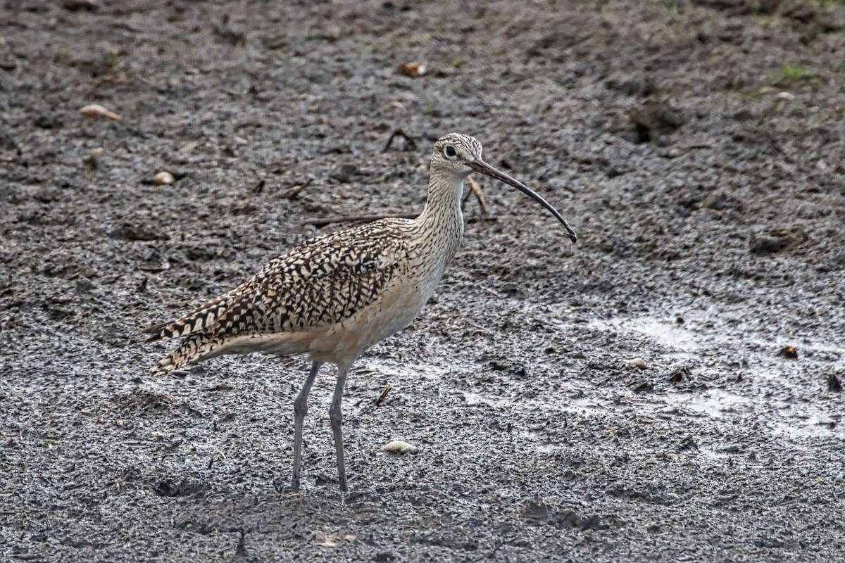 Long-billed Curlew - ML345570641