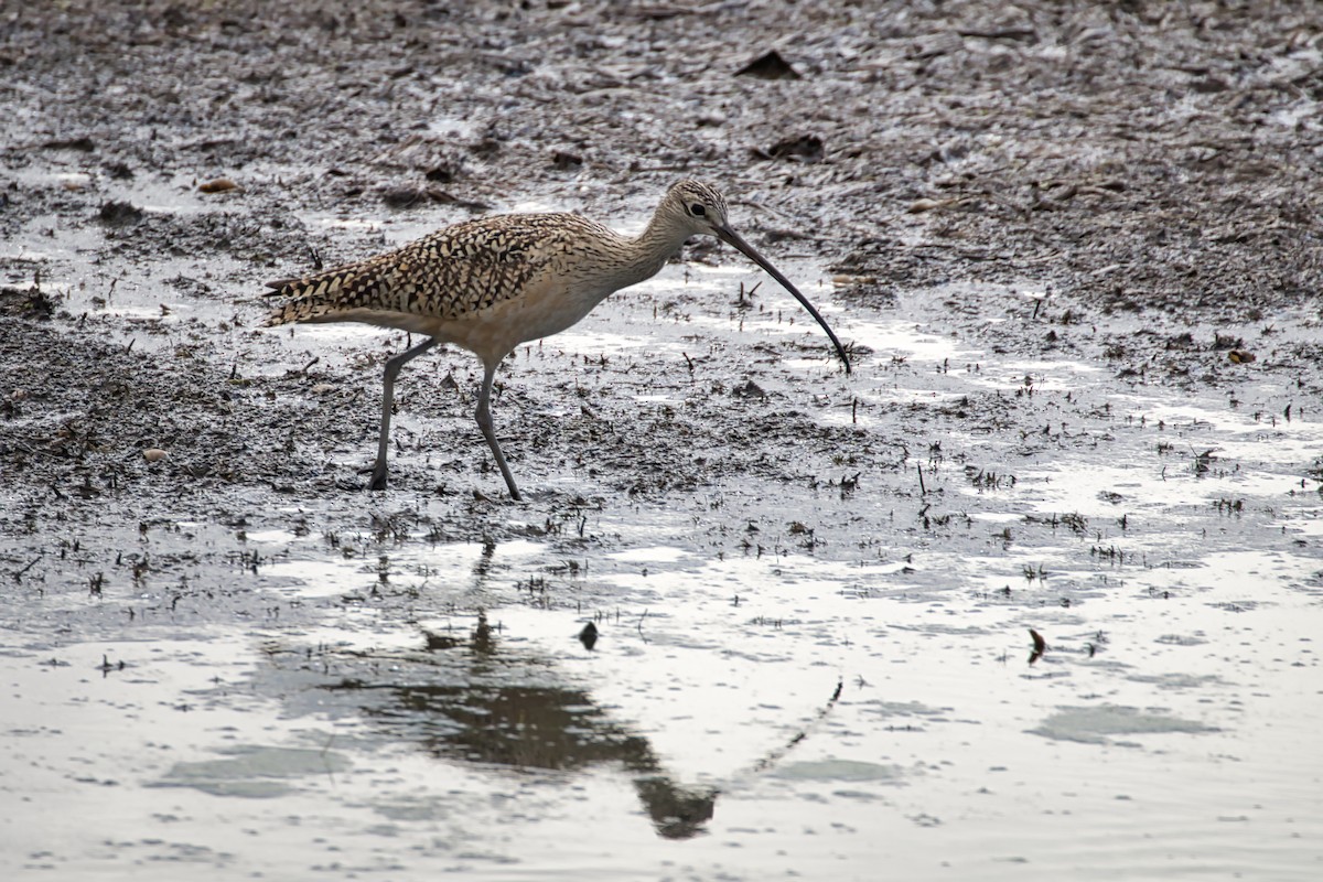 Long-billed Curlew - ML345570701