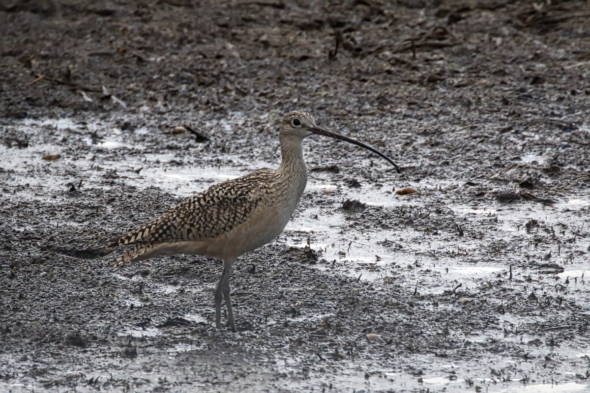 Long-billed Curlew - ML345570761