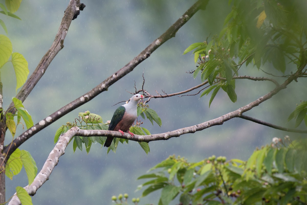 Red-knobbed Imperial-Pigeon - ML34557191