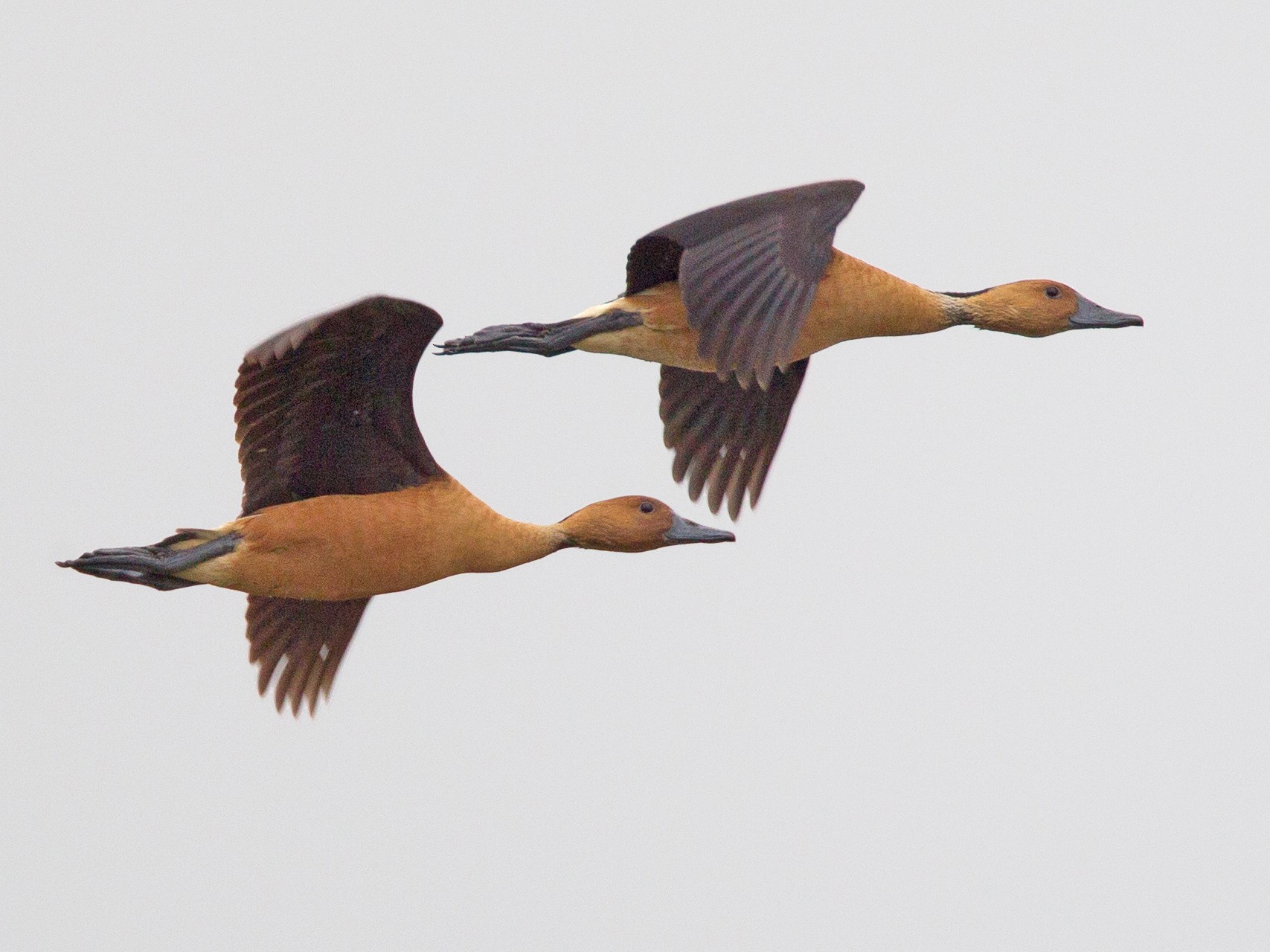 Fulvous Whistling-Duck - Chris Wood