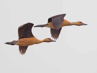  - Fulvous Whistling-Duck
