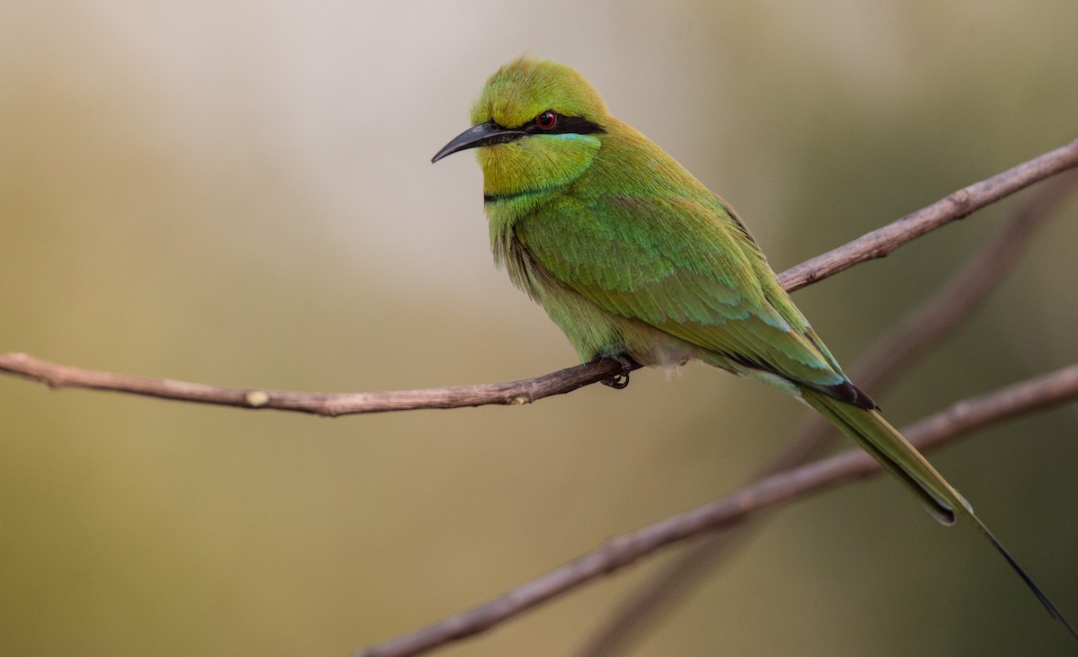 African Green Bee-eater - ML34557651
