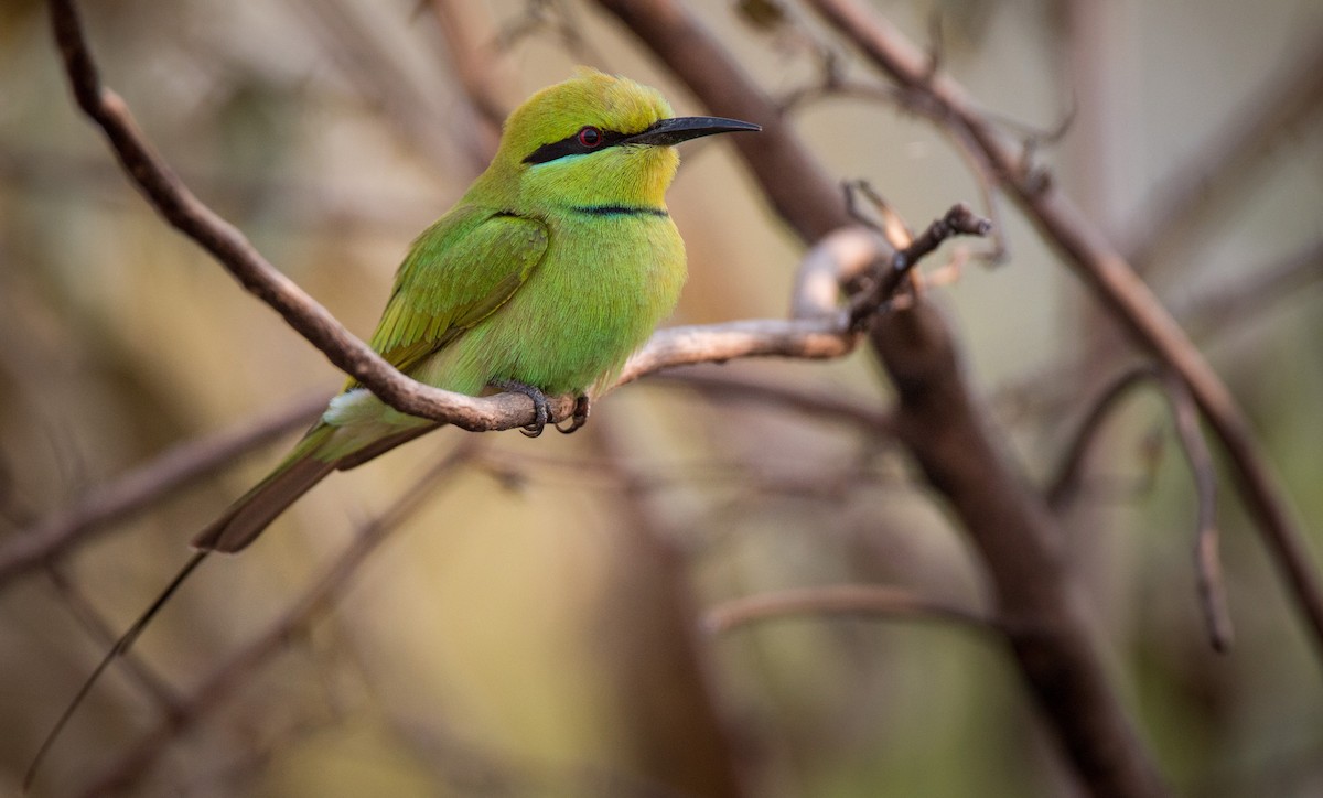 African Green Bee-eater - ML34557661
