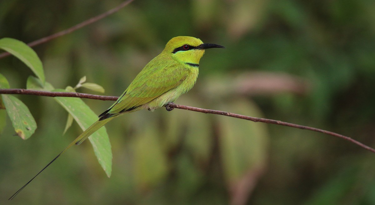 African Green Bee-eater - Ian Davies