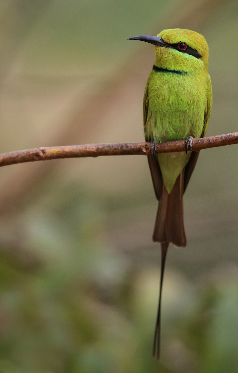African Green Bee-eater - ML34557681