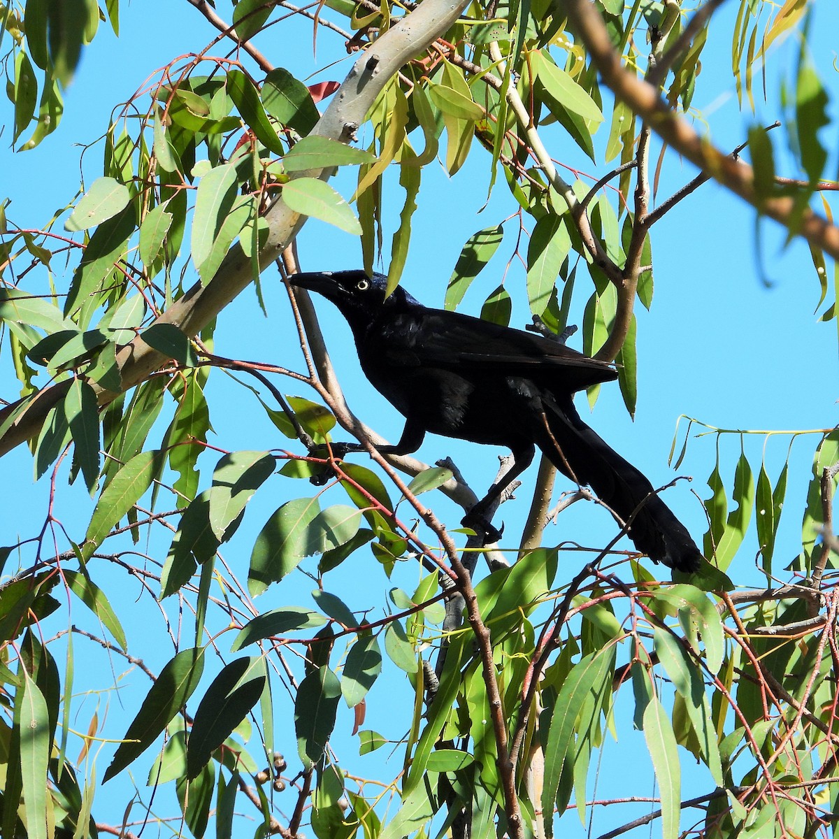 Great-tailed Grackle - ML345579151