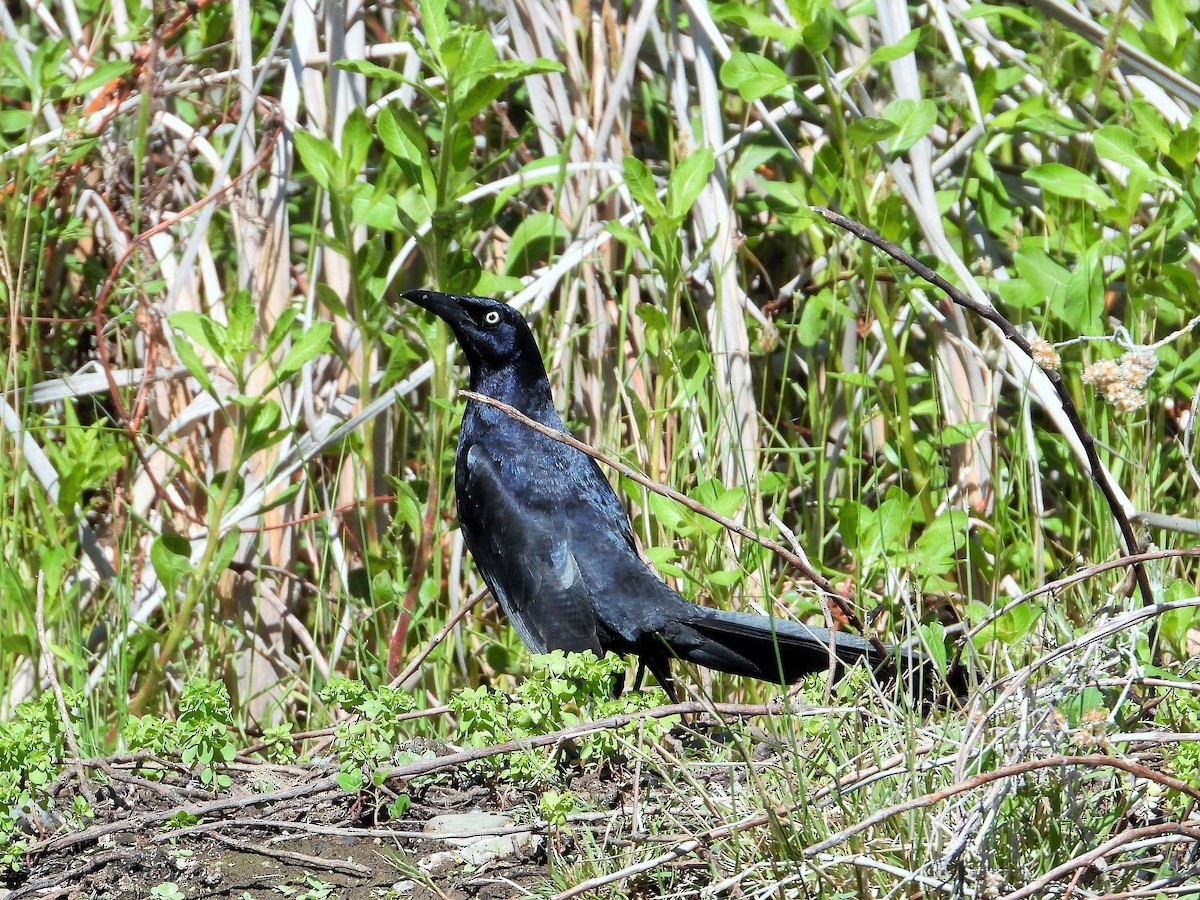 Great-tailed Grackle - ML345579261