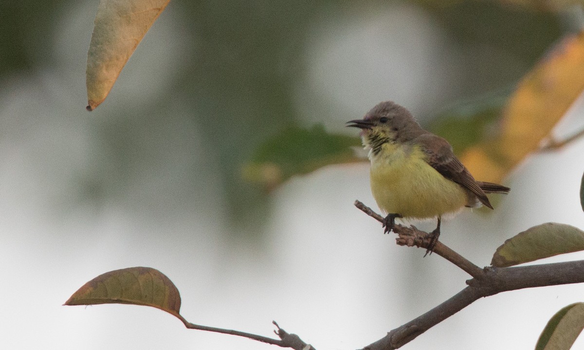Pygmy Sunbird - ML34558381