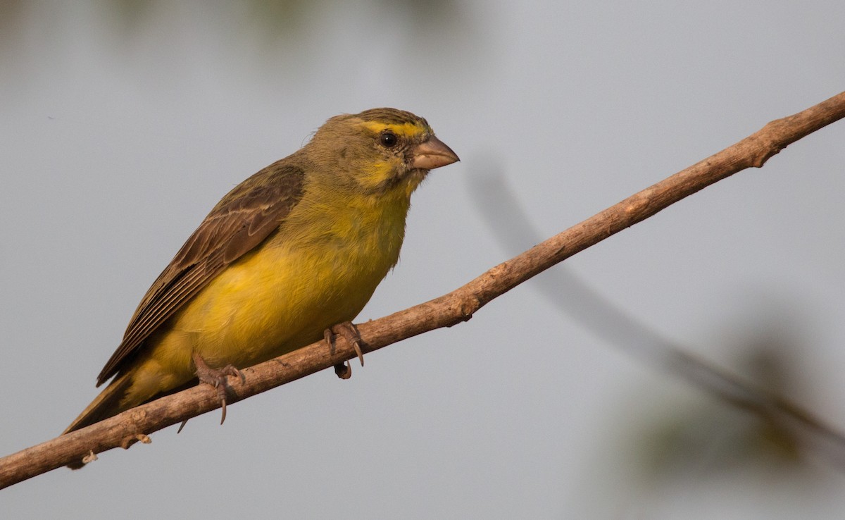 Yellow-fronted Canary - ML34558461