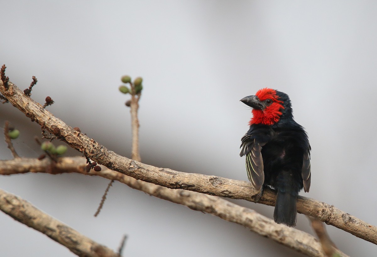 Black-billed Barbet - Lybius guifsobalito - Birds of the World
