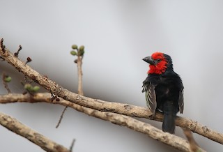  - Black-billed Barbet