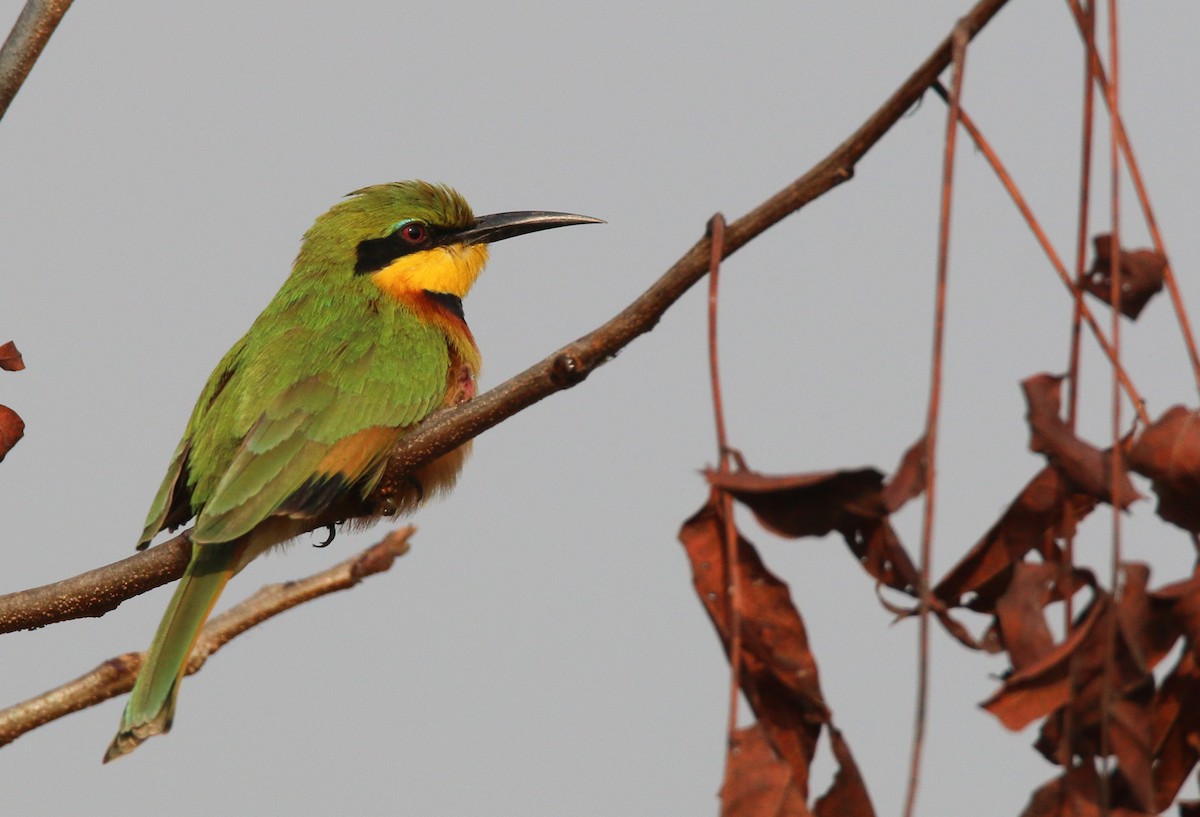 Little Bee-eater - Ian Davies