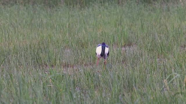 Black-necked Stork - ML345591171
