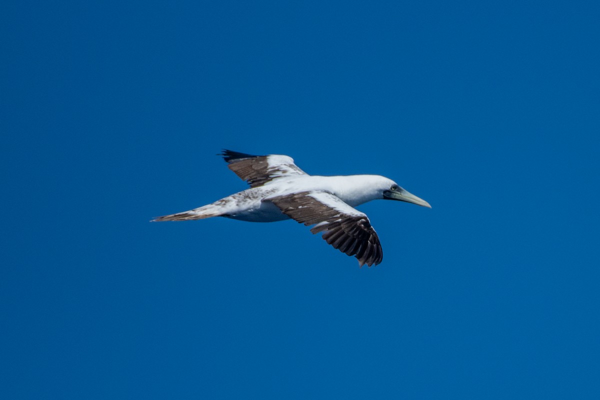 Masked Booby - ML345595191