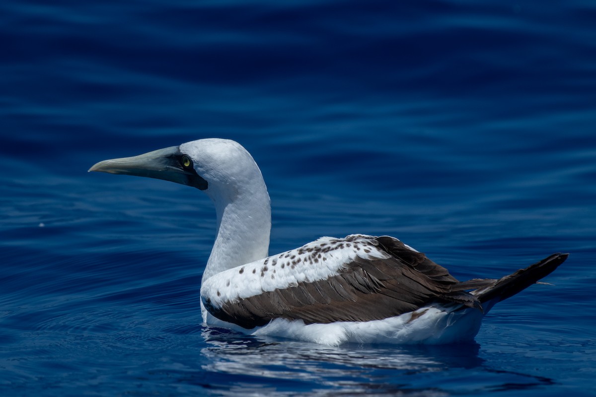 Masked Booby - ML345595901