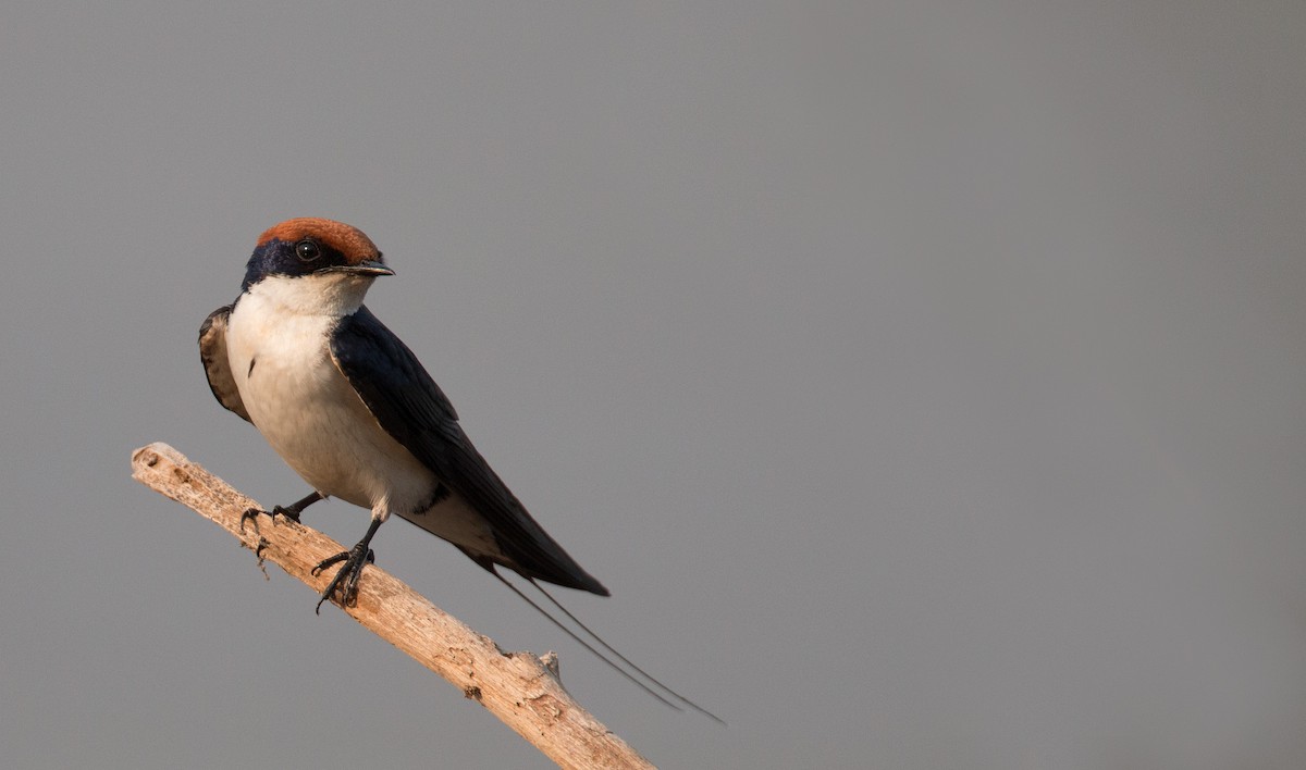Wire-tailed Swallow - Ian Davies