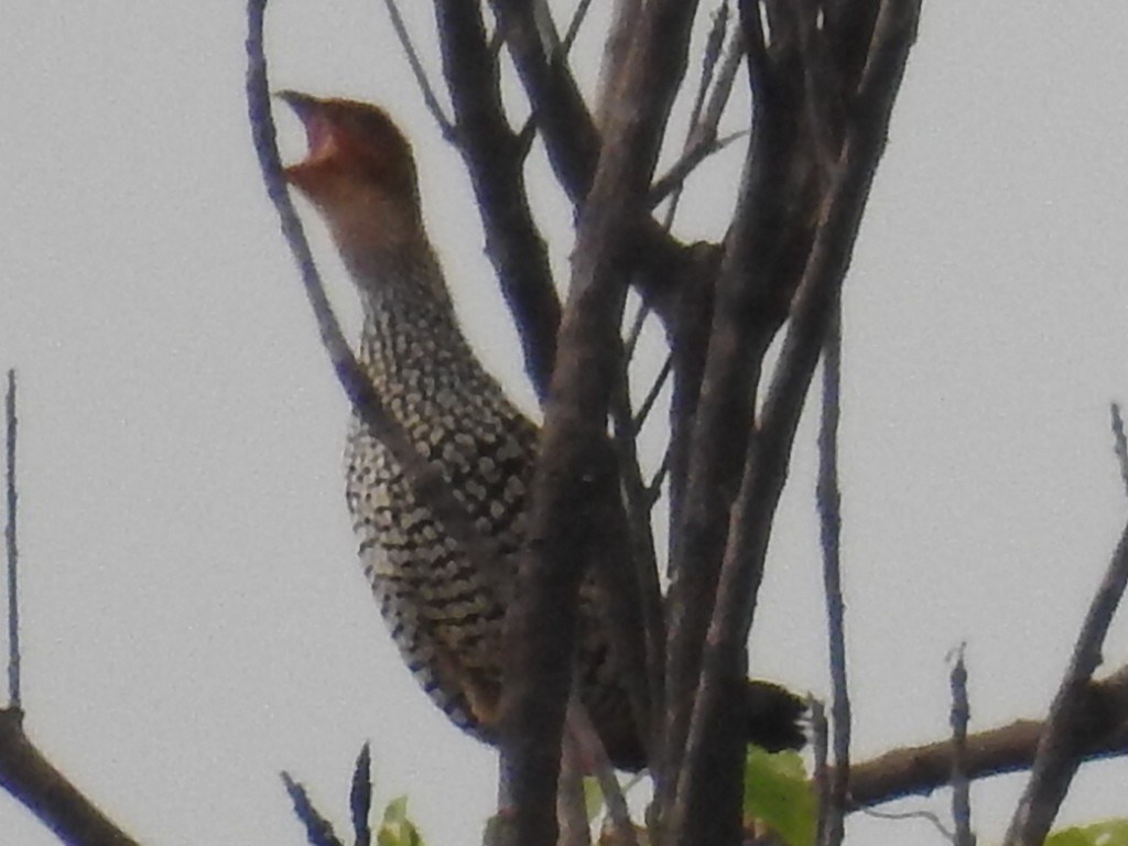 Painted Francolin - ML34559671