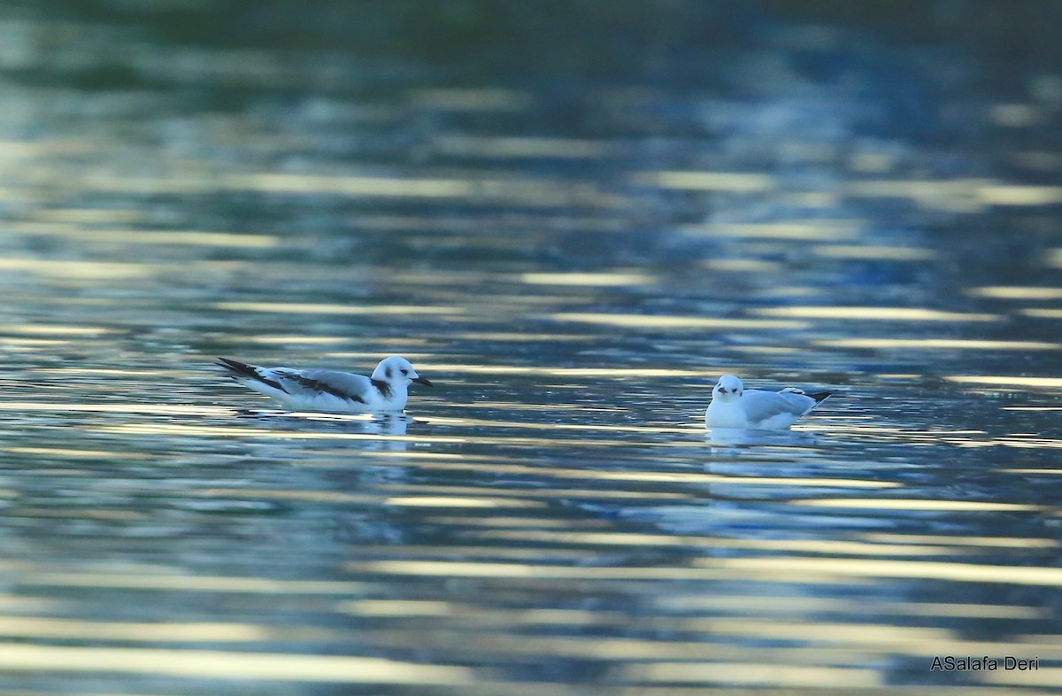 Mouette tridactyle (tridactyla) - ML345597371