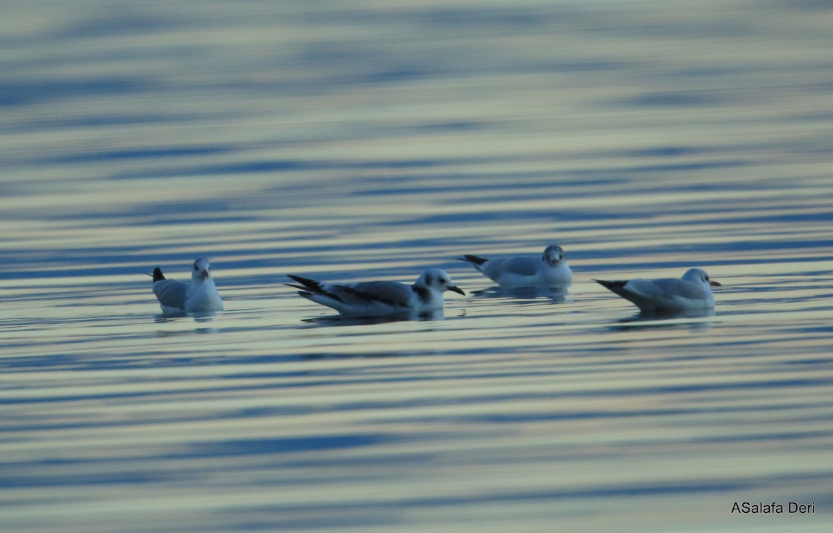 Mouette tridactyle (tridactyla) - ML345597391